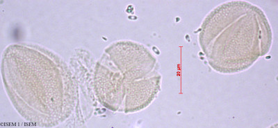 Maprounea africana - lame n° 27718